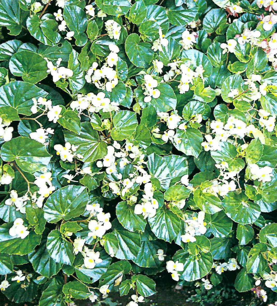 B. ‘White Charm’